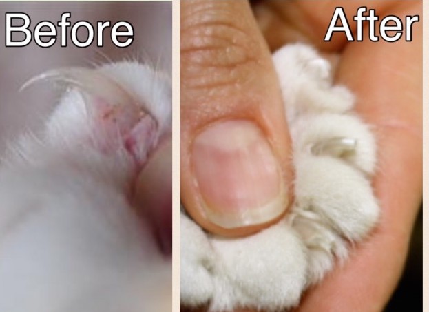 Clipping Cat Nails