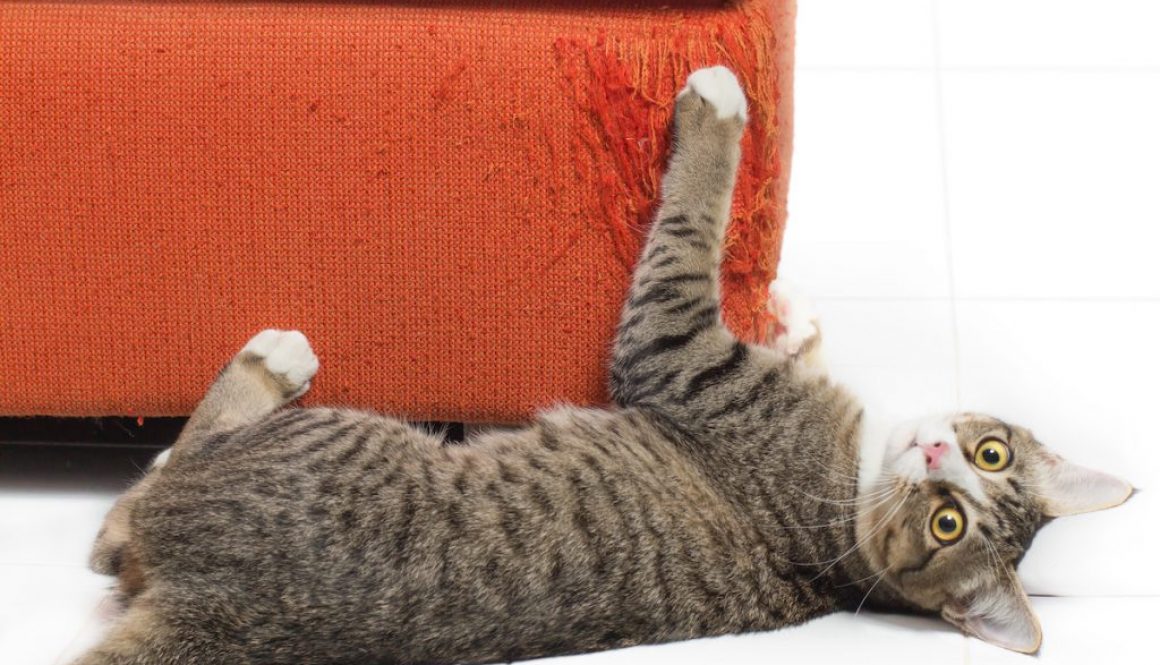 Kitten scratching fabric sofa